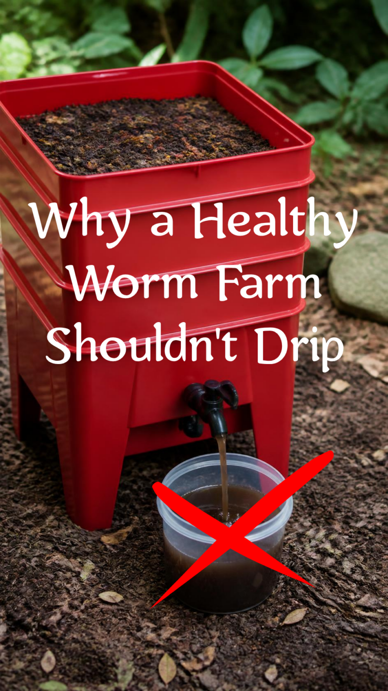 Why a Healthy Worm Farm Shouldn’t Drip